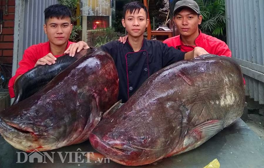 Tiêu dùng & Dư luận - Đôi cá leo dài 1,5m, nặng 107kg vừa xuất hiện tại Hà Nội có giá bao nhiêu?