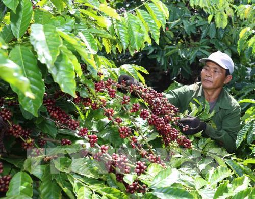 Vì sao cà phê, hồ tiêu, cao su rớt giá tại Tây Nguyên?   