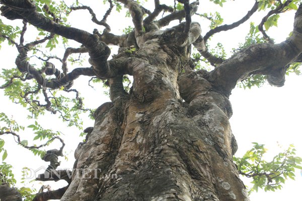 Chiêm ngưỡng cây khế 200 năm tuổi giá 6 tỷ đồng ở Phú Thọ (Hình 5).