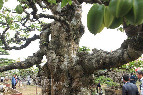 Chiêm ngưỡng cây khế 200 năm tuổi giá 6 tỷ đồng ở Phú Thọ (Hình 6).