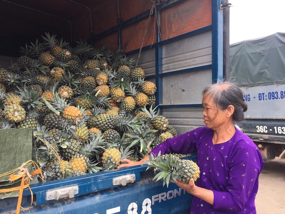 N&ocirc;ng d&acirc;n xứ Thanh bỏ t&uacute;i 150 triệu/ha dứa ch&iacute;n