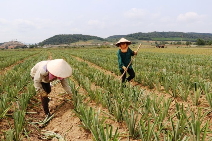 N&ocirc;ng d&acirc;n xứ Thanh bỏ t&uacute;i 150 triệu/ha dứa ch&iacute;n (H&igrave;nh 2).