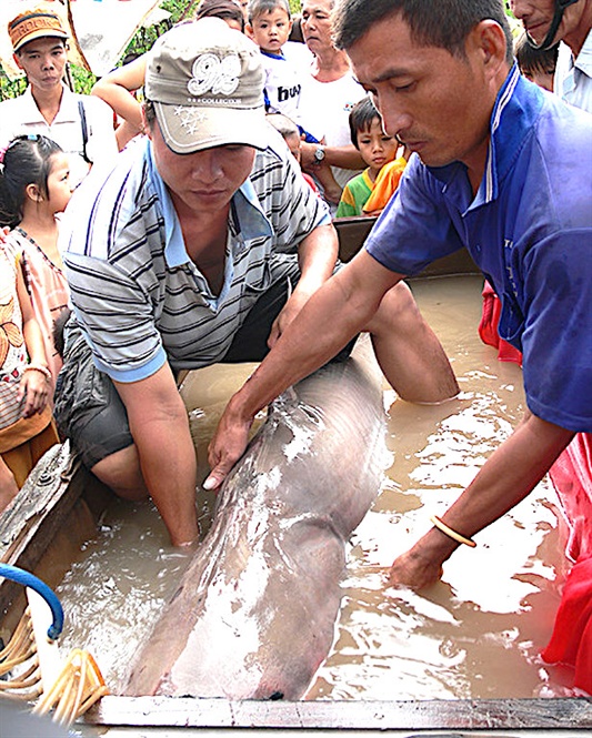 'Thủy quái' Vàm Nao và giai thoại thú vị về cá sấu 5 chân thành tinh (Hình 2).