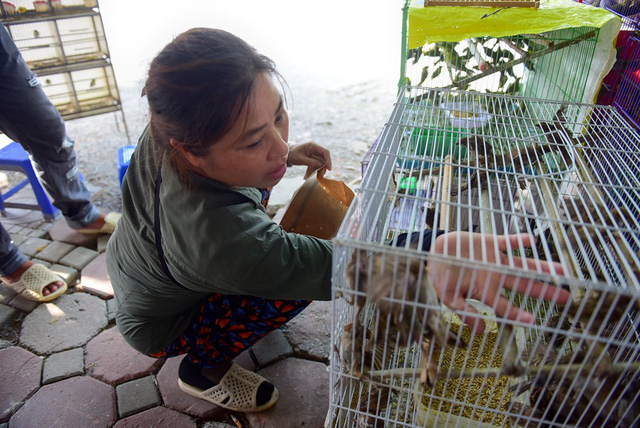 Văn hoá - Lễ Vu Lan: Chim chóc run rẩy chờ được phóng sinh (Hình 3).