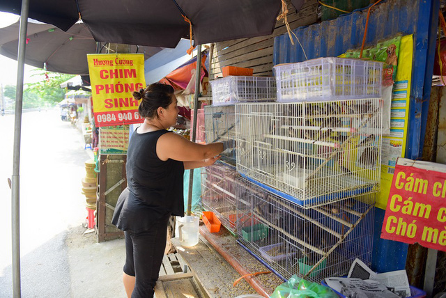 Văn hoá - Lễ Vu Lan: Chim chóc run rẩy chờ được phóng sinh (Hình 2).