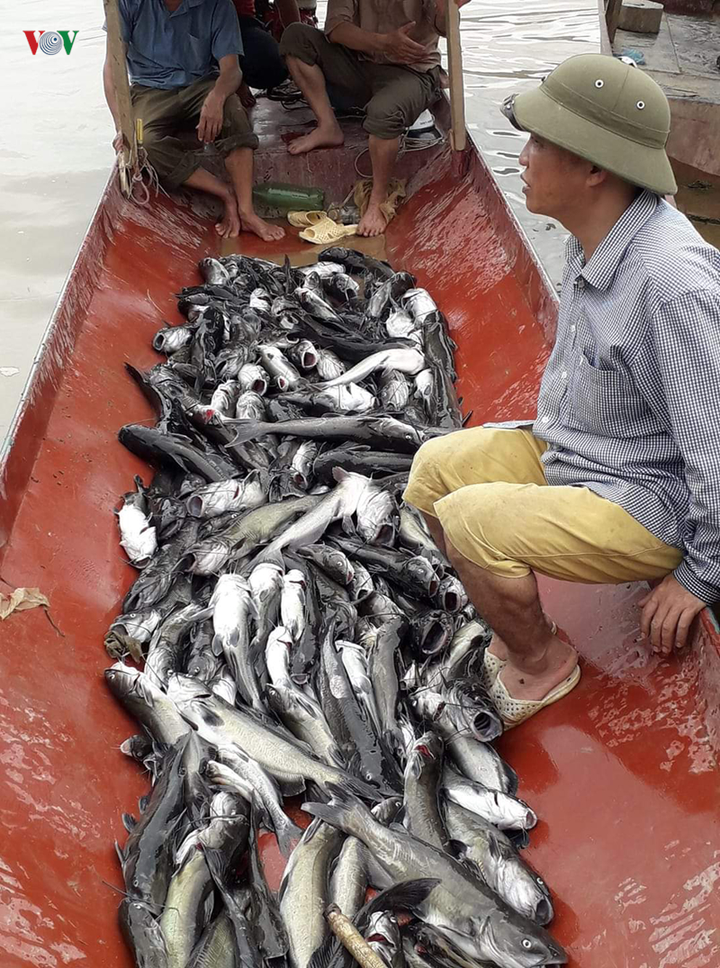 Dân sinh - 1,6 tấn cá chết trên lòng hồ thủy điện Sơn La, nghi sốc nhiệt