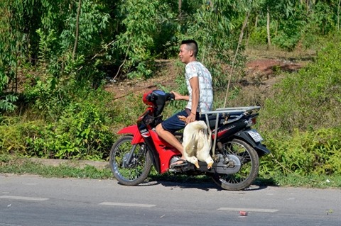 Văn hoá - Người Việt xấu xí trong những vụ hôi của đáng lên án