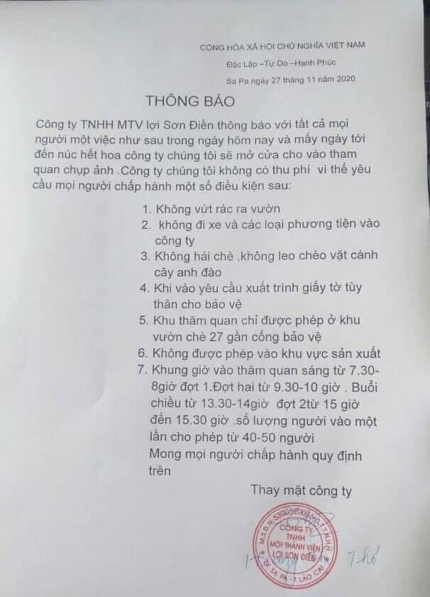 Tin nhanh - Ngắm mai anh đào khoe sắc trên đồi chè Sapa vừa bị đóng cửa (Hình 10).