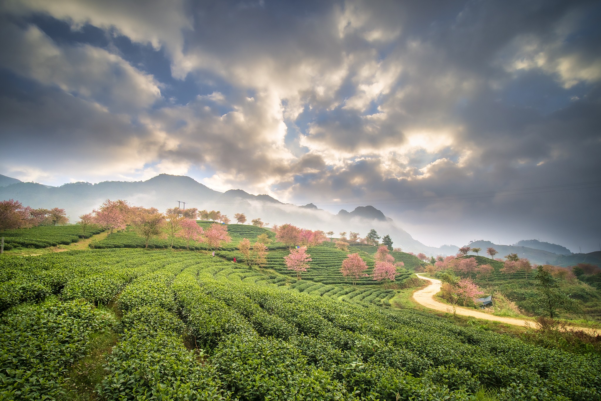 Tin nhanh - Ngắm mai anh đào khoe sắc trên đồi chè Sapa vừa bị đóng cửa (Hình 3).