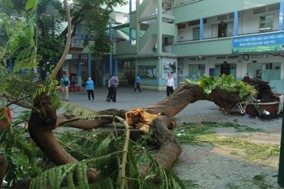 Tin nhanh - Sở Xây dựng yêu cầu rà soát cây xanh toàn TP.HCM sau vụ cây phượng đè chết 1 học sinh 