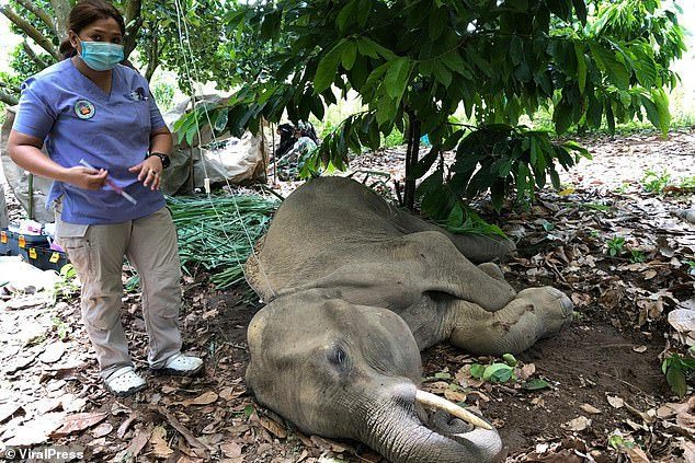 An ninh - Hình sự - Bắt giữ người đàn ông có liên quan đến cái chết của voi mẹ đang mang thai  (Hình 2).