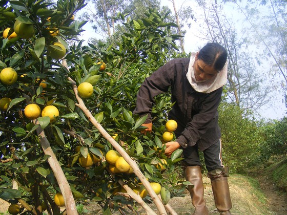 Xu hướng thị trường - Khi nông dân được tiếp sức chinh phục sàn thương mại điện tử