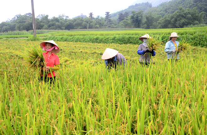 Tiêu dùng & Dư luận - Thị trường nông sản tuần qua: Giá gạo tăng nhẹ, giá cà phê giảm  (Hình 2).