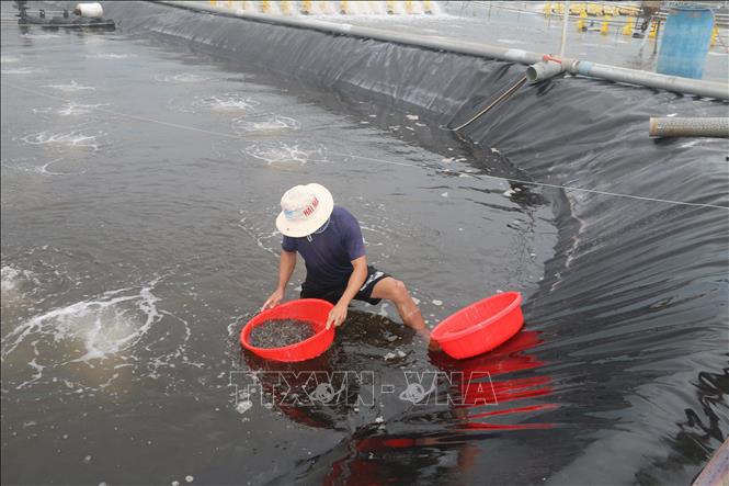 Kinh tế vĩ mô - Người dân Bà Rịa - Vũng Tàu tất bật cho vụ tôm cuối năm  (Hình 2).