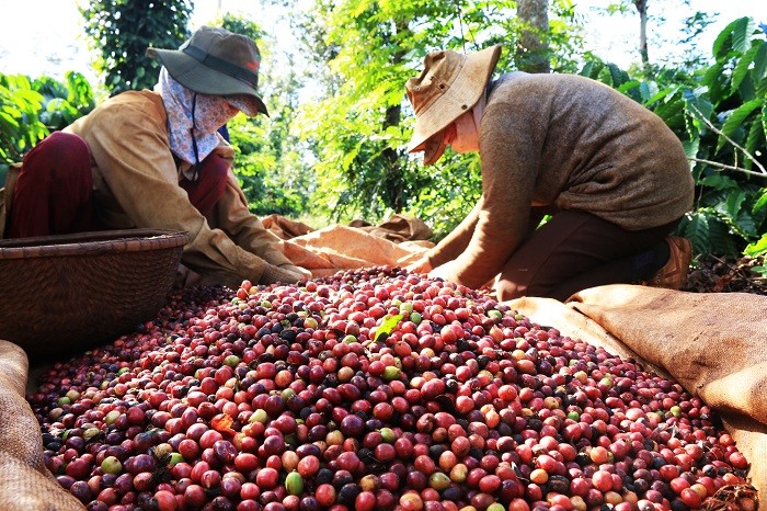 Kinh tế vĩ mô - Ngành cà phê nỗ lực đổi mới để gia tăng thị phần xuất khẩu vào Trung Quốc 