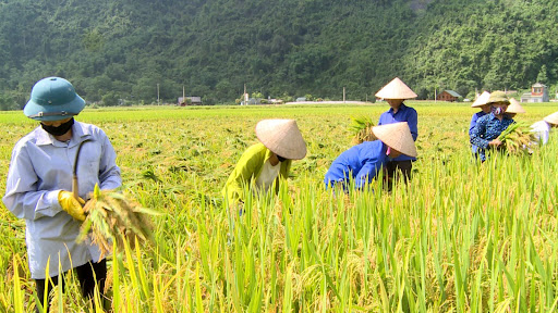 Xu hướng thị trường - Thị trường nông sản tuần qua: Giá lúa gạo biến động nhẹ, cà phê tăng trưởng ngoạn mục (Hình 3).