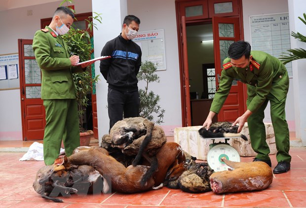 An ninh - Hình sự - Bắt đối tượng tàng trữ 2 cá thể báo gấm và beo lửa ở Thanh Hóa 