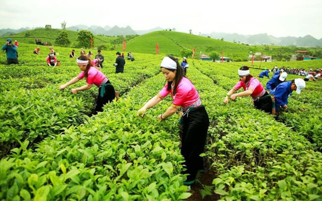 Kinh tế vĩ mô - Sơn La đặt mục tiêu giá trị sản phẩm nông, lâm, thủy sản đạt 15.000 tỷ đồng 