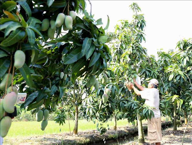 Xu hướng thị trường - Đẩy nhanh triển khai cấp mã số vùng trồng cho sản phẩm nông nghiệp 