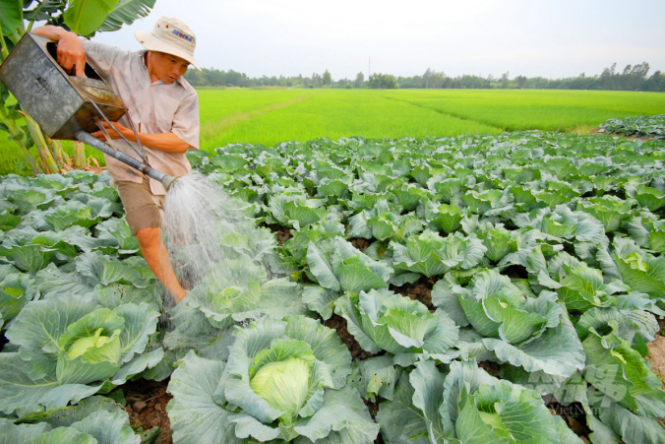 Xu hướng thị trường - Đẩy nhanh triển khai cấp mã số vùng trồng cho sản phẩm nông nghiệp  (Hình 3).