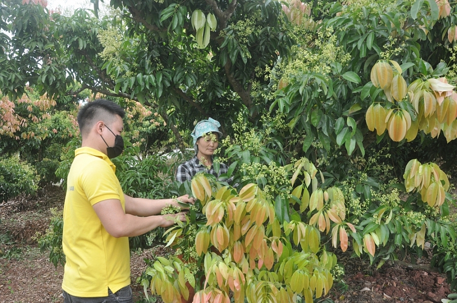 Tiêu dùng & Dư luận - Xúc tiến, đưa vải thiều Bắc Giang vào những thị trường “khó tính” 