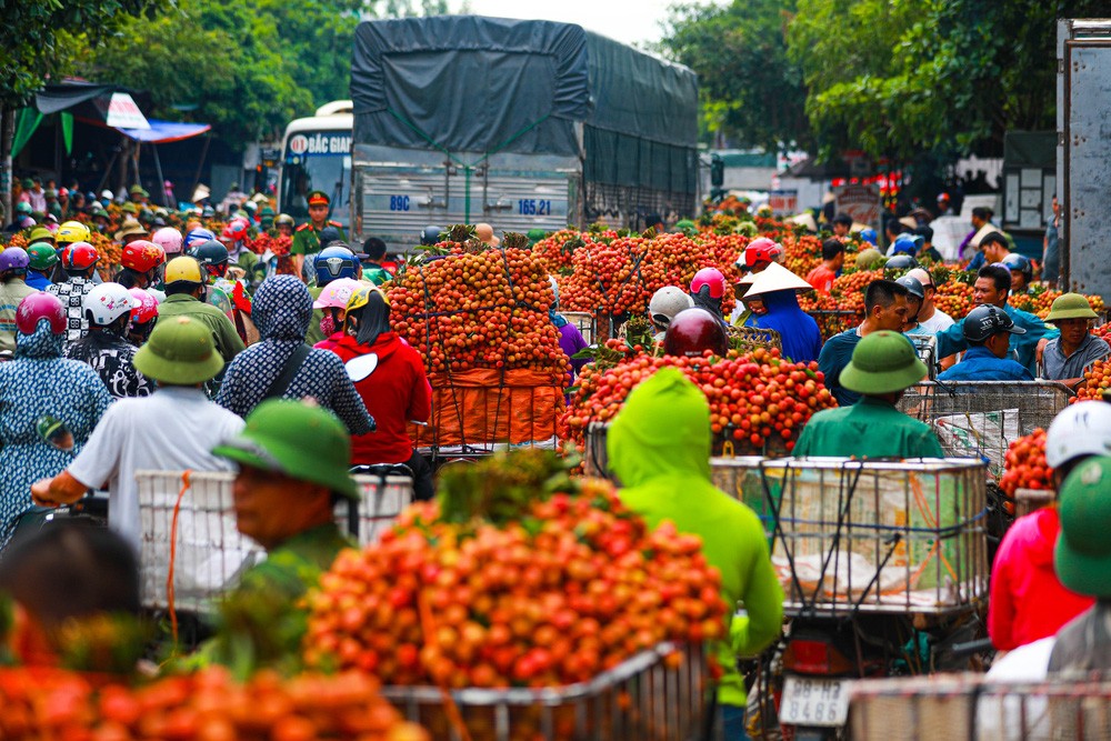 Tiêu dùng & Dư luận - Mở rộng đường xuất khẩu cho trái vải thiều  (Hình 2).