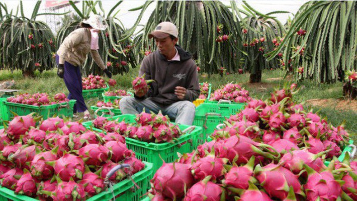 Kinh tế vĩ mô - Xuất khẩu rau quả sẽ khả quan hơn trong những tháng cuối năm 2022  (Hình 2).