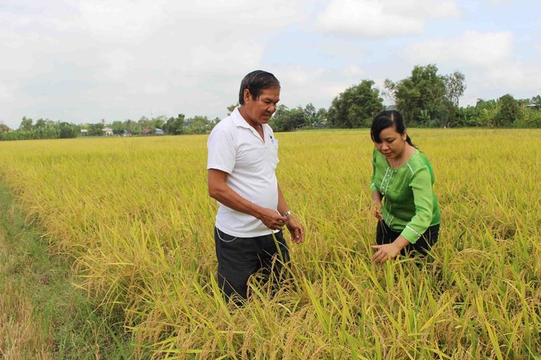 Kinh tế vĩ mô - Đẩy mạnh xây dựng thương hiệu Gạo An Giang  (Hình 2).