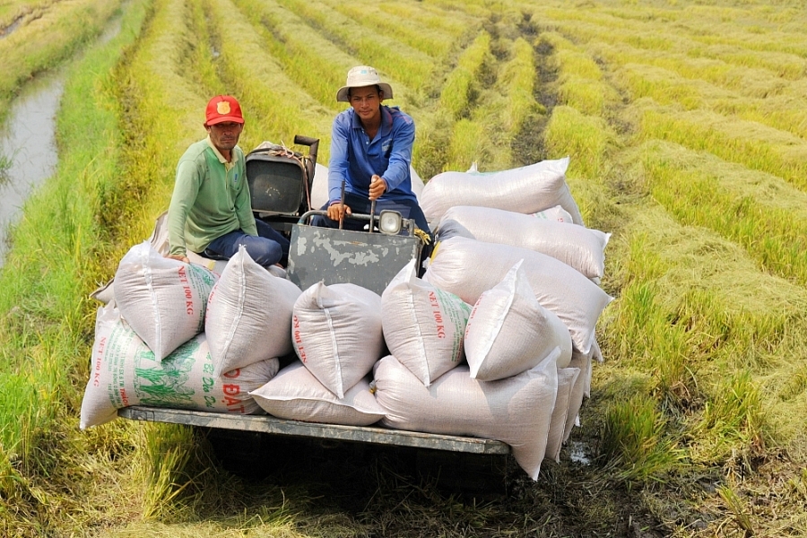 Kinh tế vĩ mô - Xuất khẩu tới 7 triệu tấn, gạo Việt vẫn thiếu thương hiệu mạnh