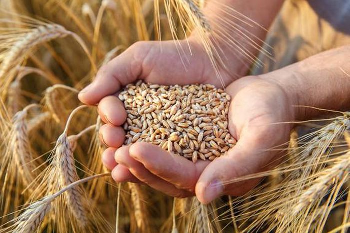 Tiêu dùng & Dư luận - Thị trường nông sản tuần qua: Giá lúa gạo, cà phê diễn biến trái chiều