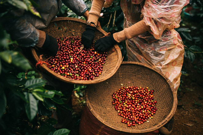 Tiêu dùng & Dư luận - Thị trường nông sản: Giá lúa gạo, cà phê tăng cao  (Hình 2).