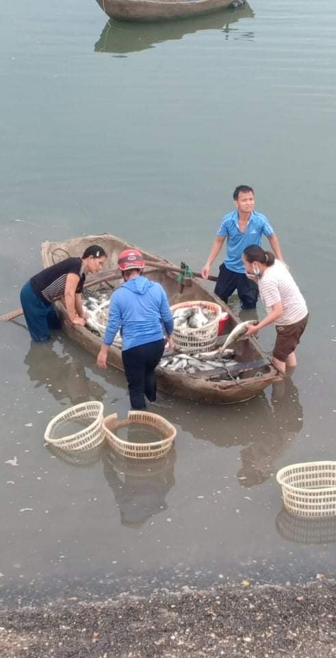 Dân sinh - Thanh Hóa: Hàng chục tấn cá nuôi bè đột nhiên chết chưa rõ nguyên nhân