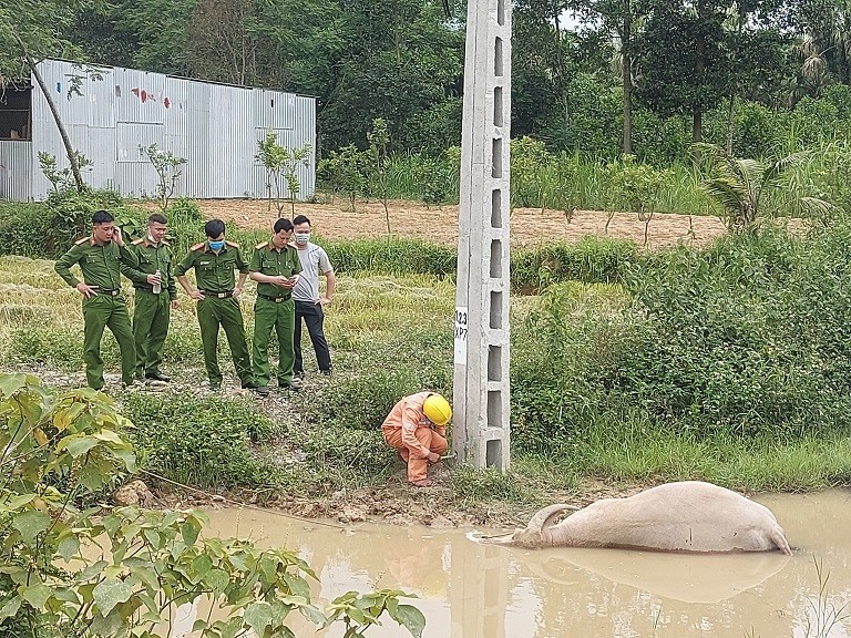 Dân sinh - Thanh Hóa: Dân tá hỏa khi trâu bị giật chết dưới chân cột điện