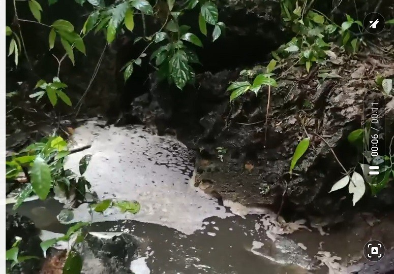 Môi trường - Thanh Hóa: Dấu hiệu chất thải trại lợn bị rò rỉ ra môi trường sau lũ (Hình 2).