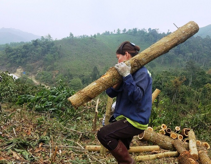 Tiêu dùng & Dư luận - Thanh Hóa phát triển vùng nguyên liệu gỗ hơn 20.000ha tại 4 huyện  