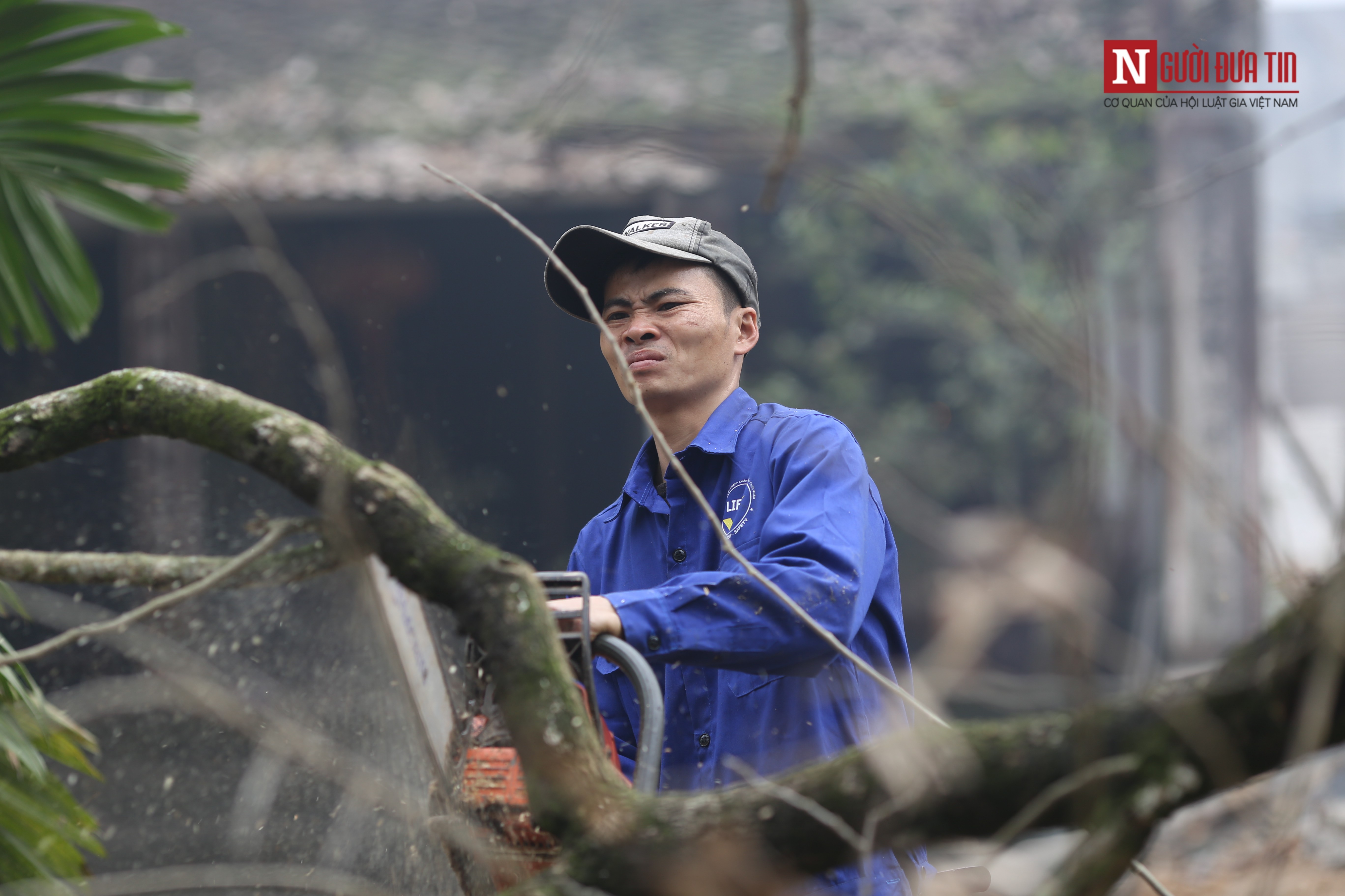 Tin nhanh - Hà Nội: Cận cảnh chặt hạ cây sưa trăm tỷ chờ đấu giá (Hình 3).