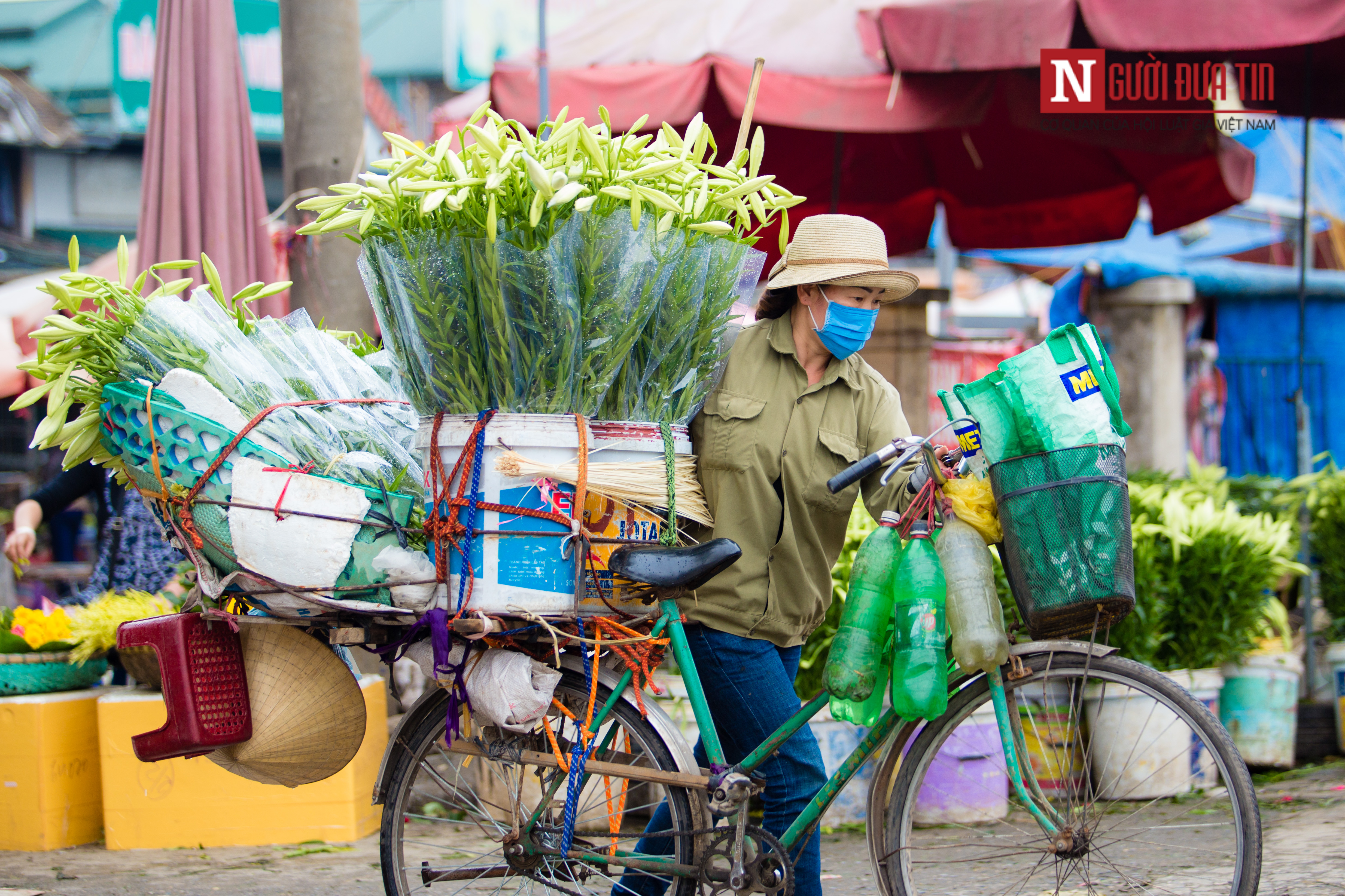 Tin nhanh - Hà Nội ngây ngất trước vẻ đẹp của hoa loa kèn những ngày tháng 4