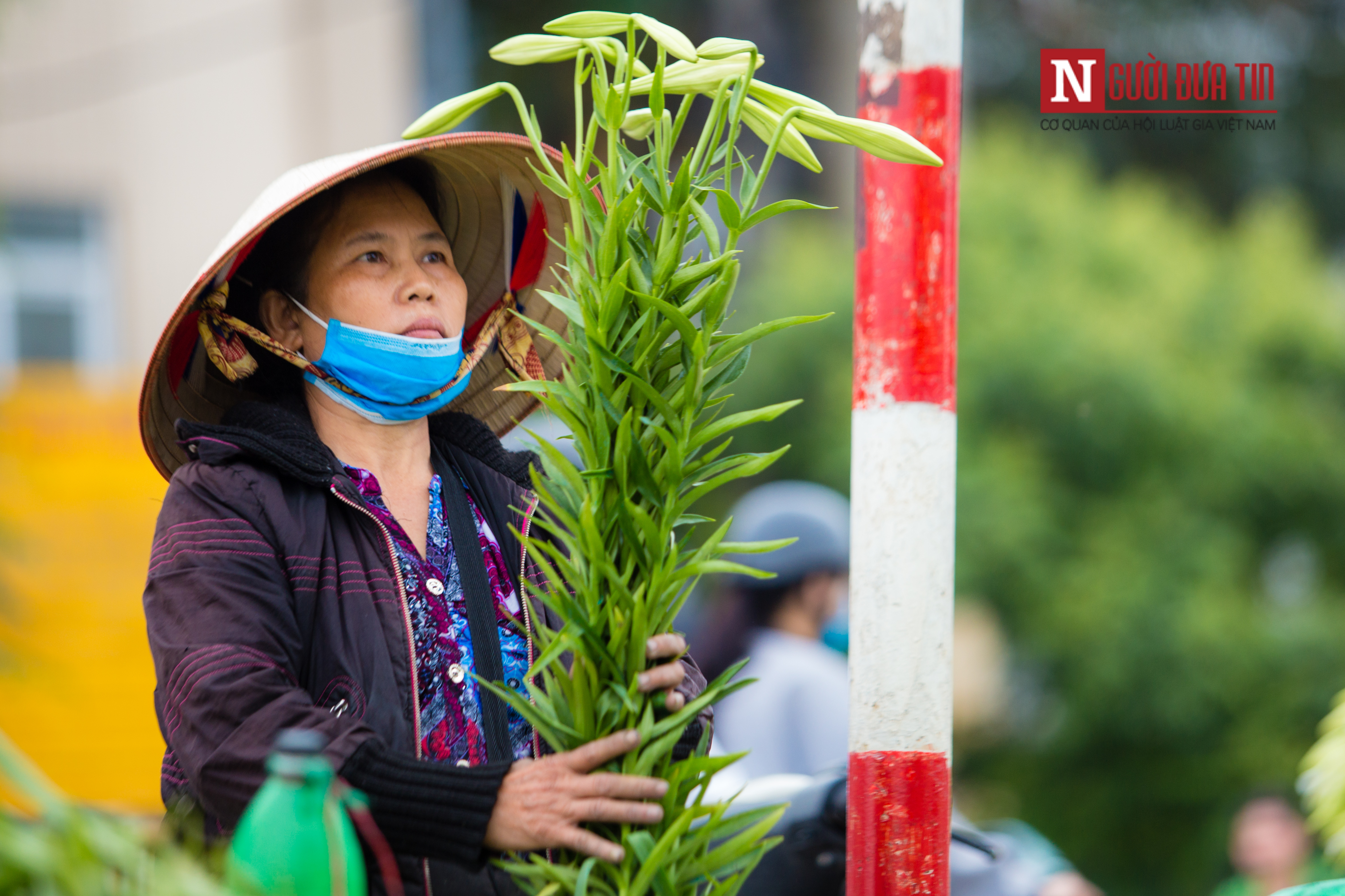 Tin nhanh - Hà Nội ngây ngất trước vẻ đẹp của hoa loa kèn những ngày tháng 4 (Hình 7).