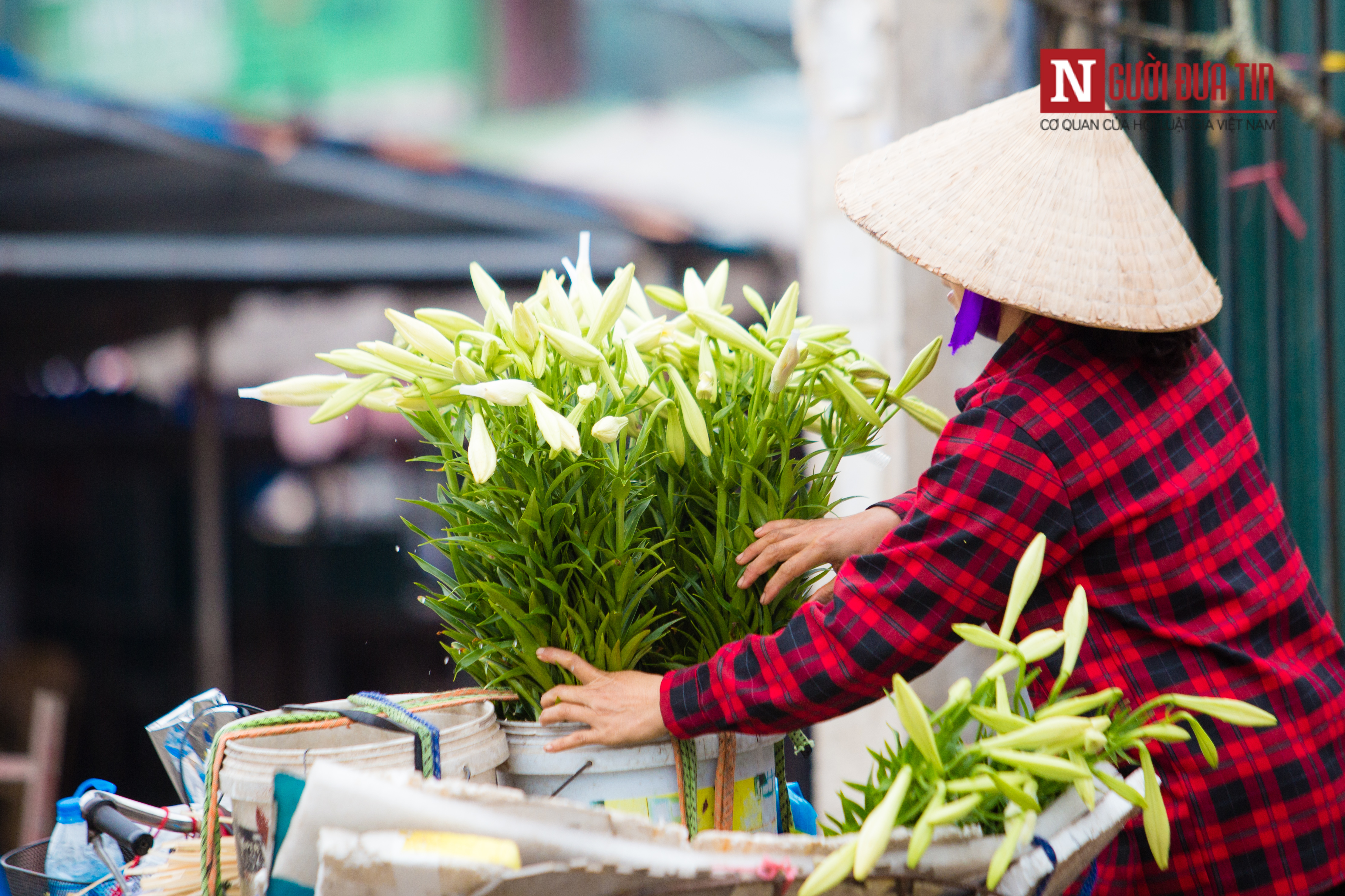 Tin nhanh - Hà Nội ngây ngất trước vẻ đẹp của hoa loa kèn những ngày tháng 4 (Hình 4).