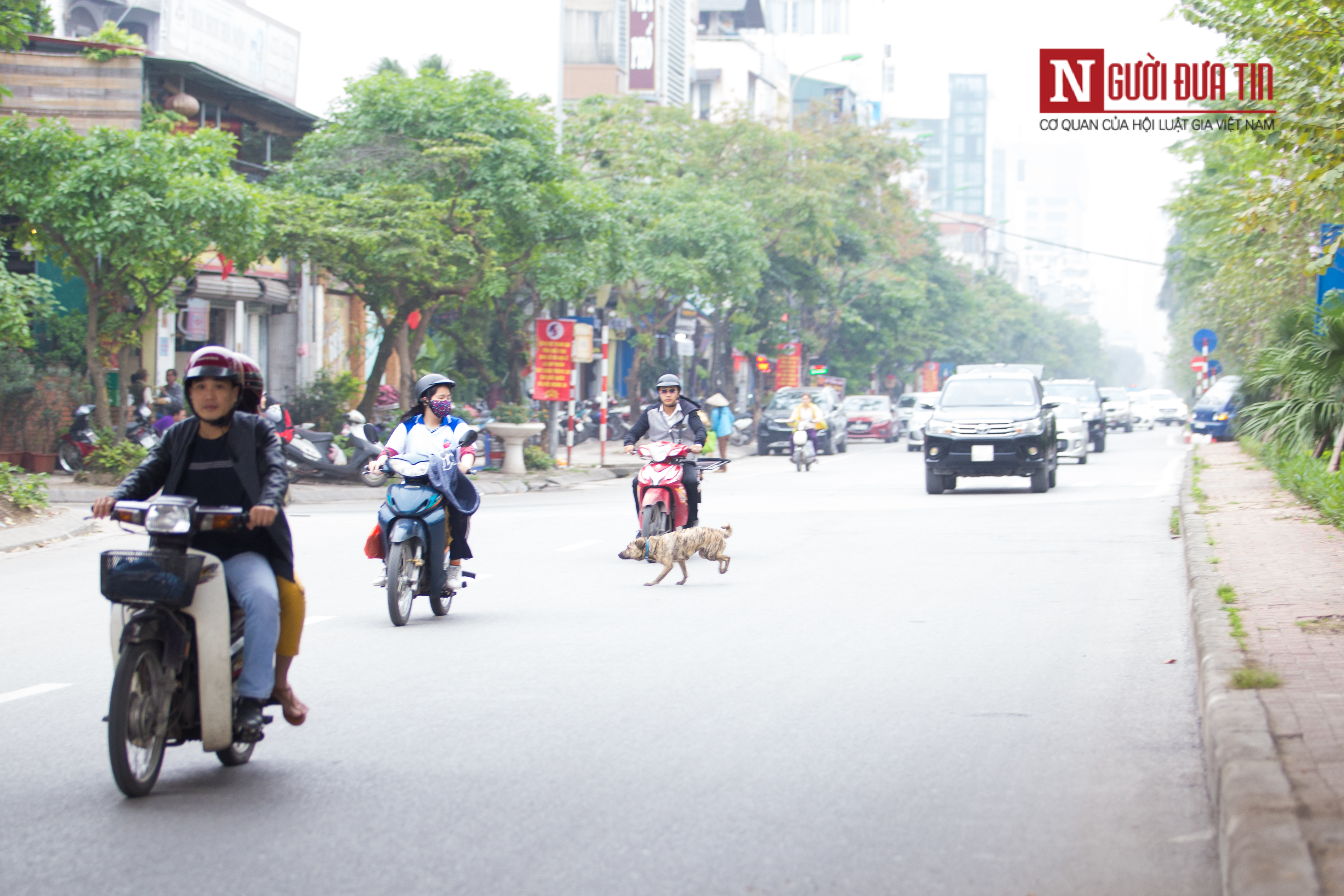 Tin nhanh - Hà Nội: Đội bắt chó thả rông giờ hoạt động ra sao? (Hình 3).