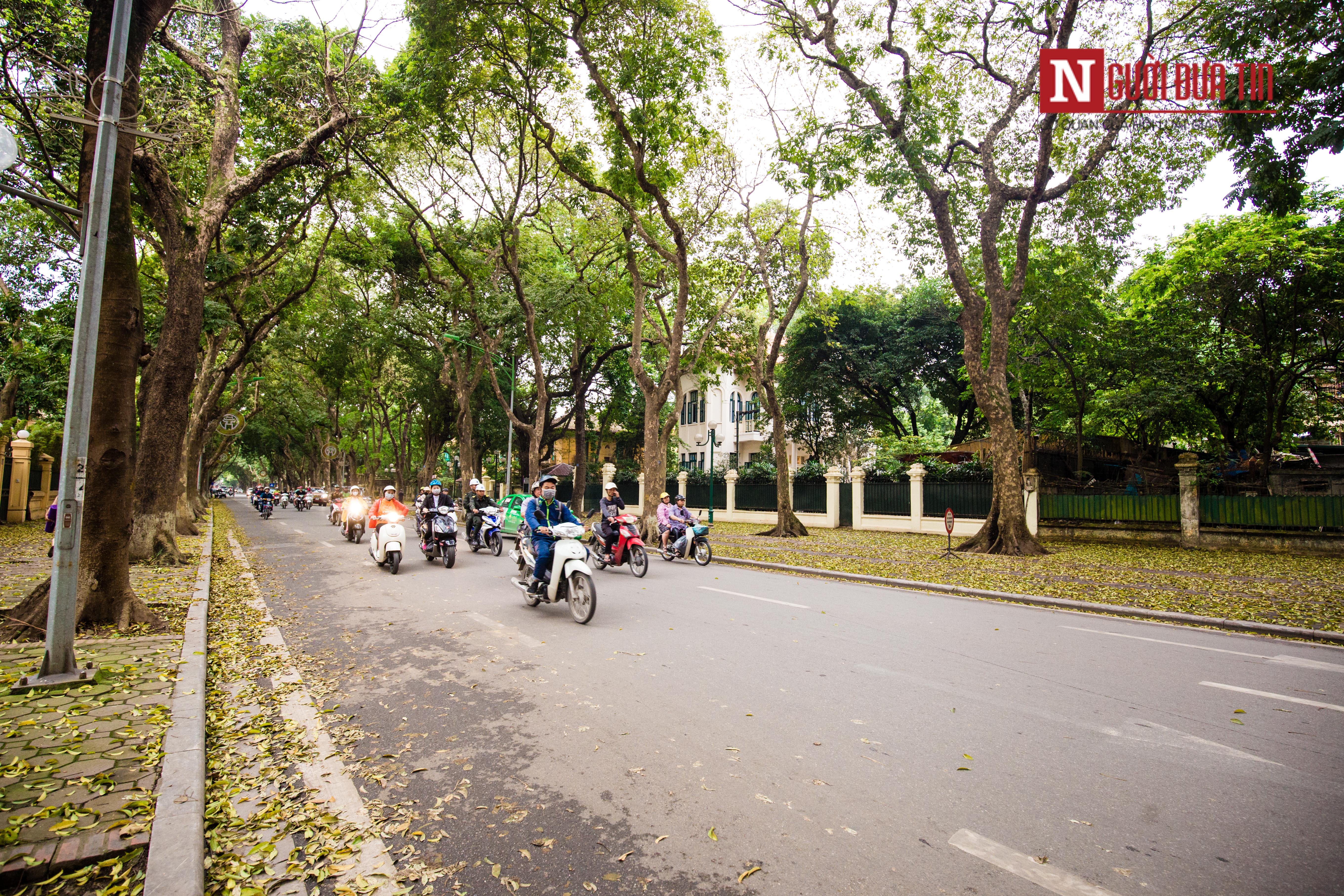 Tin nhanh - [Chùm ảnh] Ngẩn ngơ ngắm Hà Nội mùa sấu thay lá, nhuộm vàng con phố lãng mạn nhất Thủ đô (Hình 7).