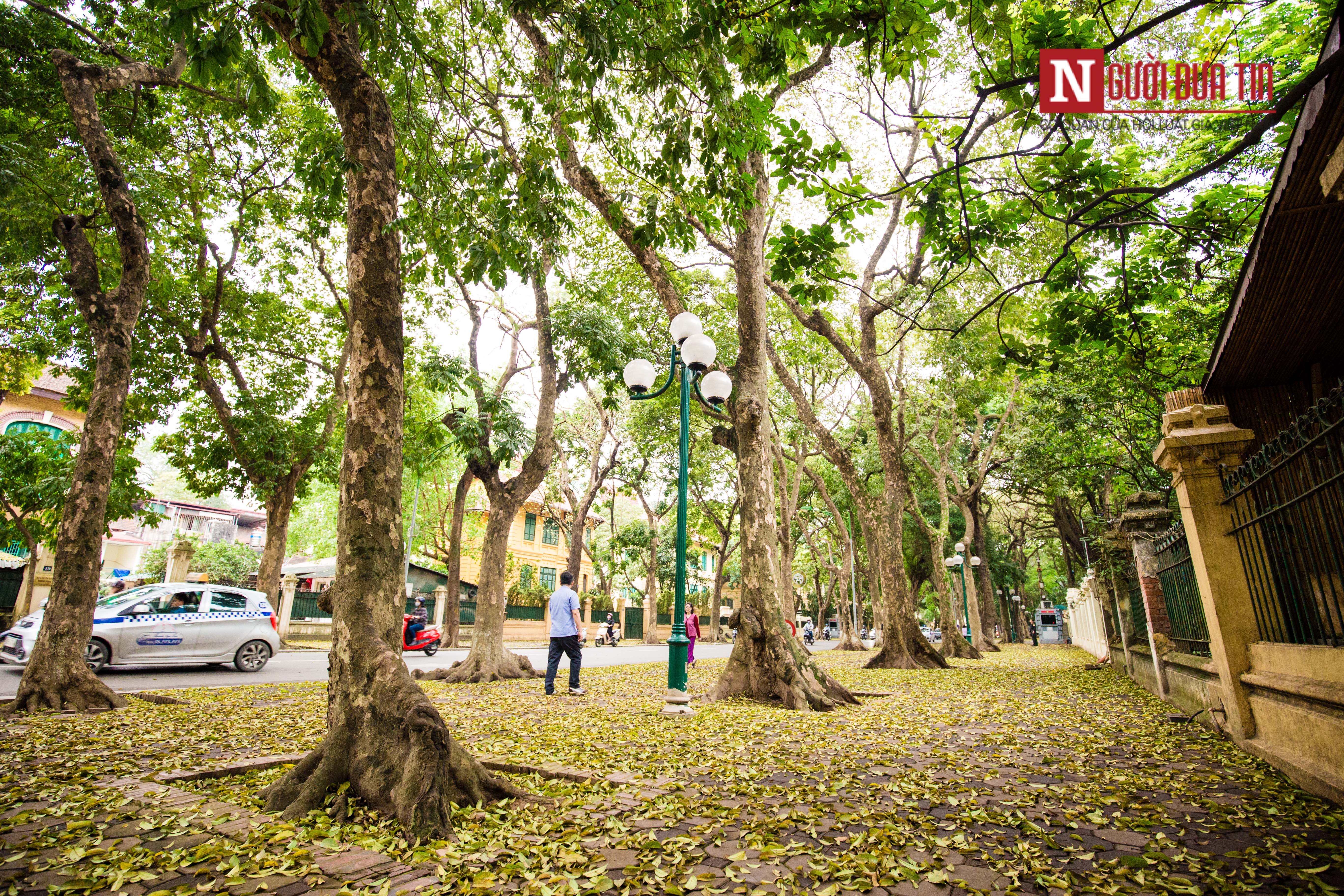 Tin nhanh - [Chùm ảnh] Ngẩn ngơ ngắm Hà Nội mùa sấu thay lá, nhuộm vàng con phố lãng mạn nhất Thủ đô (Hình 5).