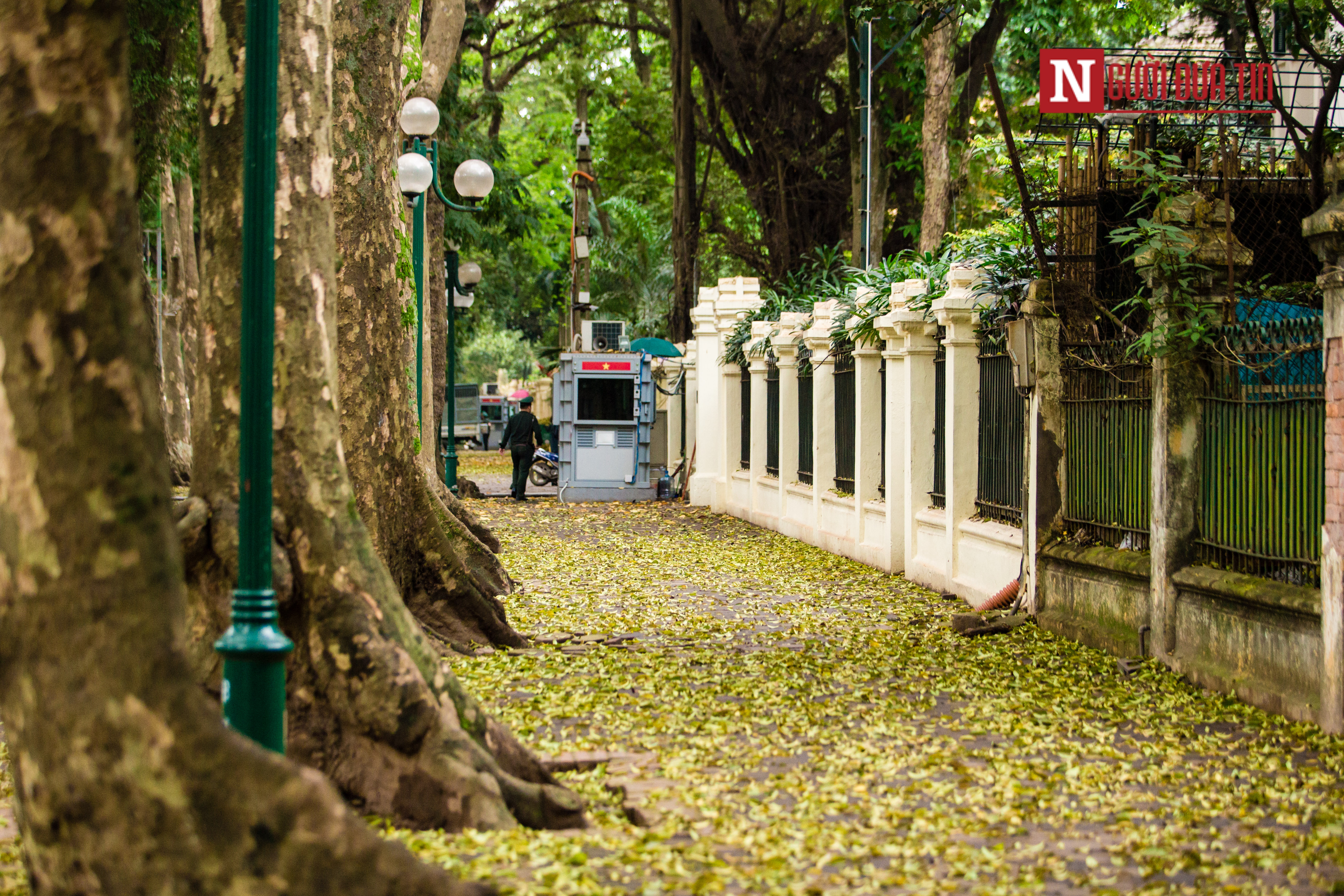 Tin nhanh - [Chùm ảnh] Ngẩn ngơ ngắm Hà Nội mùa sấu thay lá, nhuộm vàng con phố lãng mạn nhất Thủ đô (Hình 2).