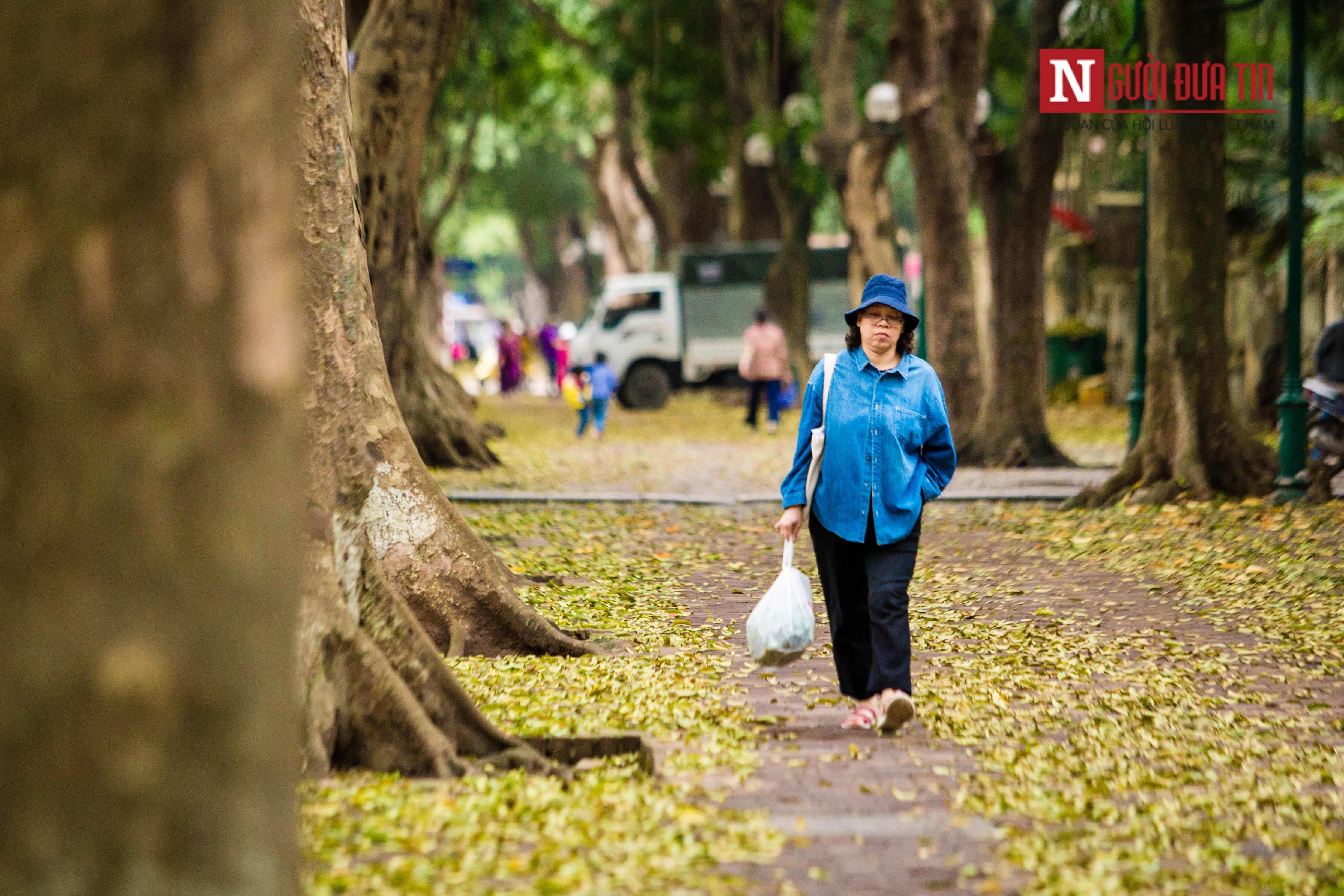 Tin nhanh - [Chùm ảnh] Ngẩn ngơ ngắm Hà Nội mùa sấu thay lá, nhuộm vàng con phố lãng mạn nhất Thủ đô