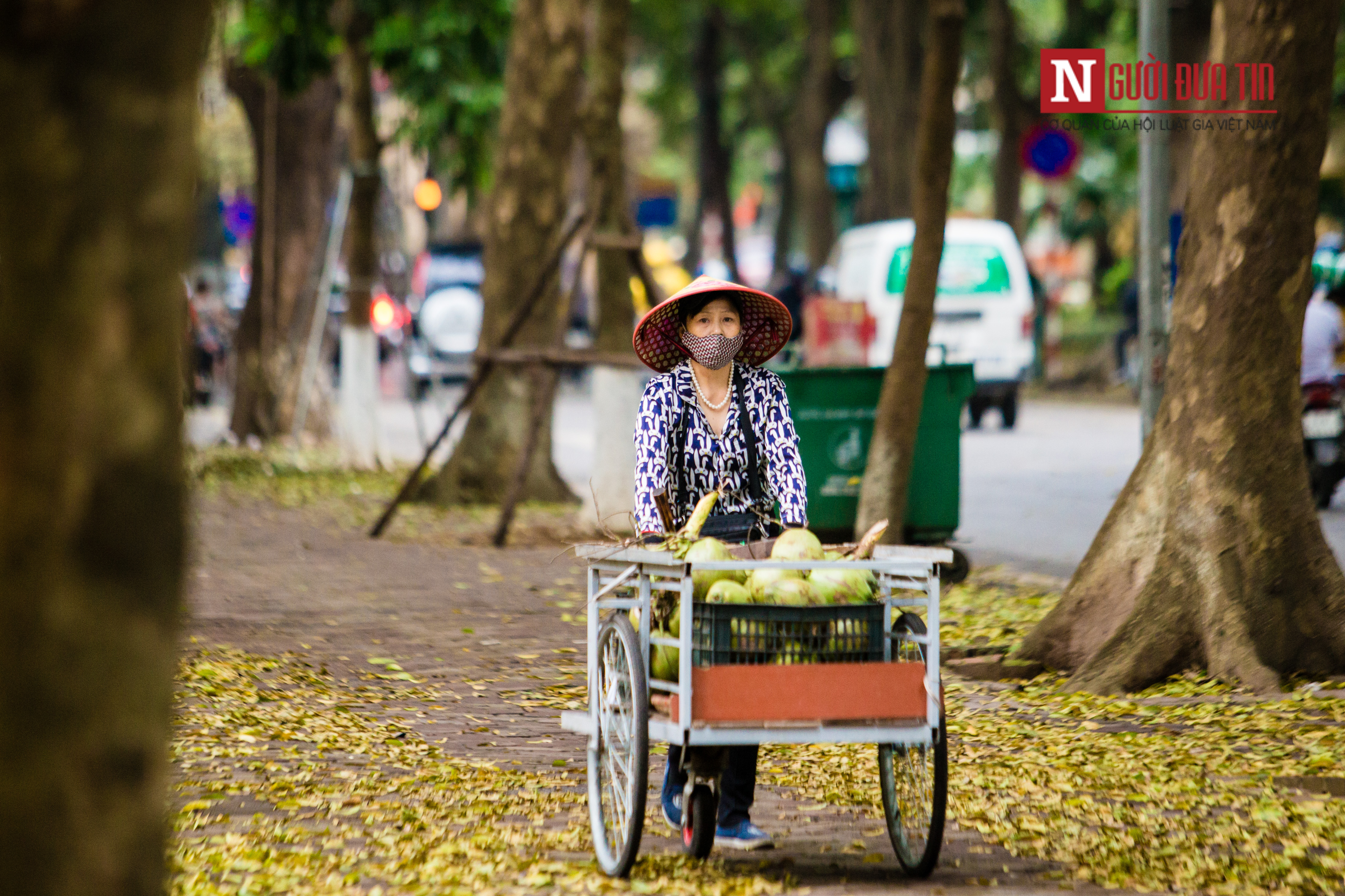 Tin nhanh - [Chùm ảnh] Ngẩn ngơ ngắm Hà Nội mùa sấu thay lá, nhuộm vàng con phố lãng mạn nhất Thủ đô (Hình 10).