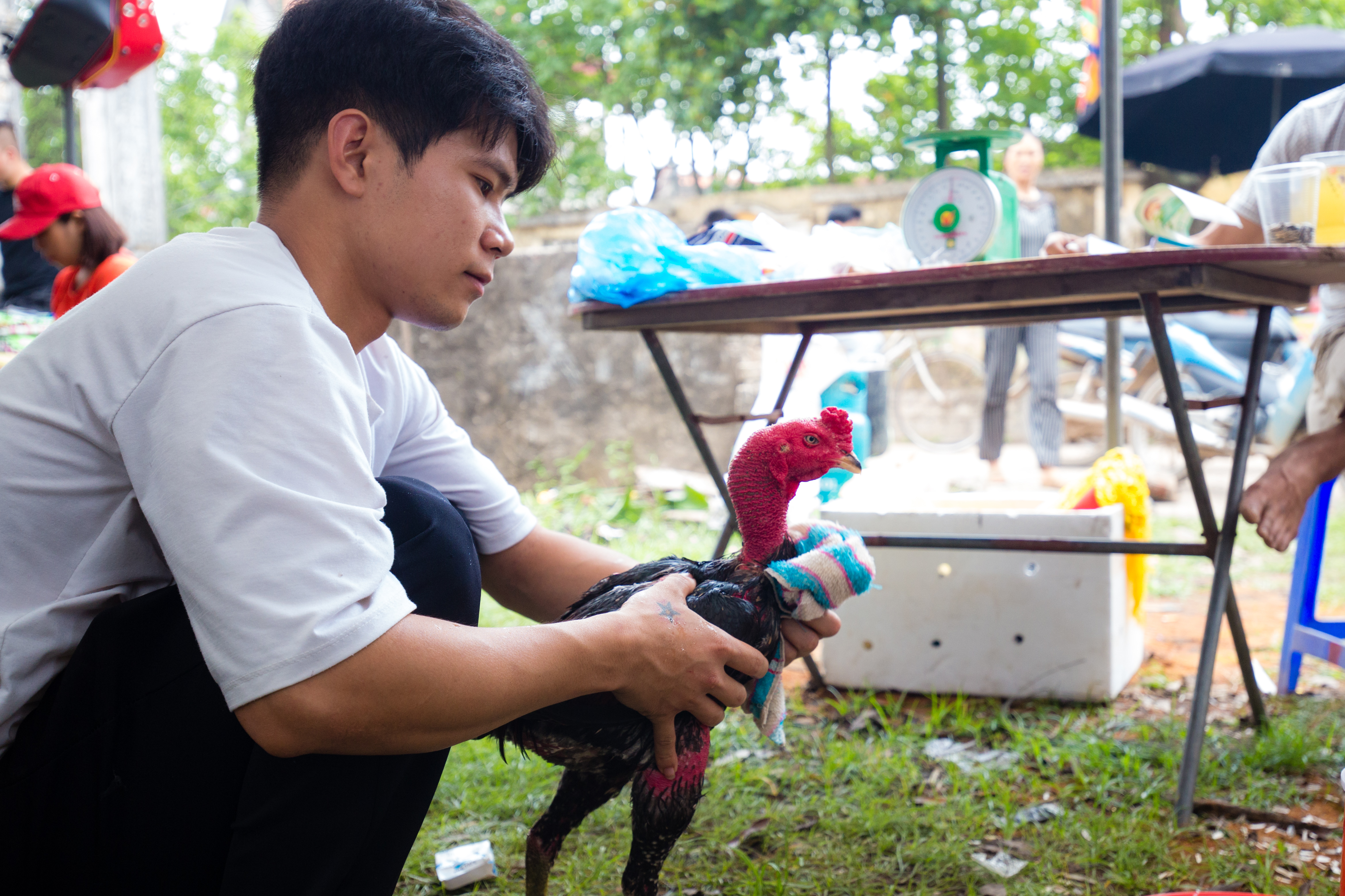 Văn hoá - [Chùm ảnh] Hàng trăm thanh niên, ông lão quên ăn xem gà chọi so tài (Hình 6).