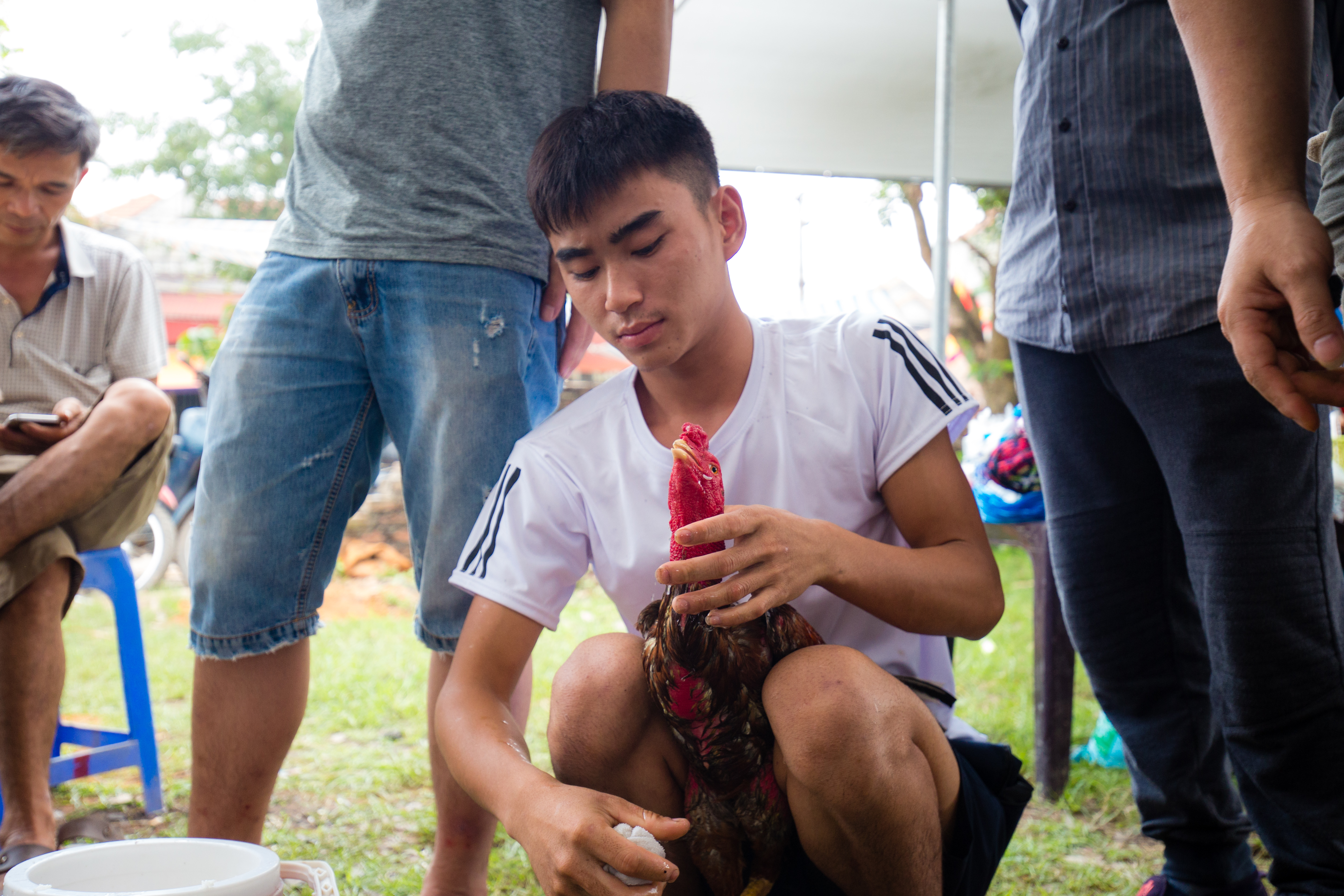 Văn hoá - [Chùm ảnh] Hàng trăm thanh niên, ông lão quên ăn xem gà chọi so tài (Hình 5).