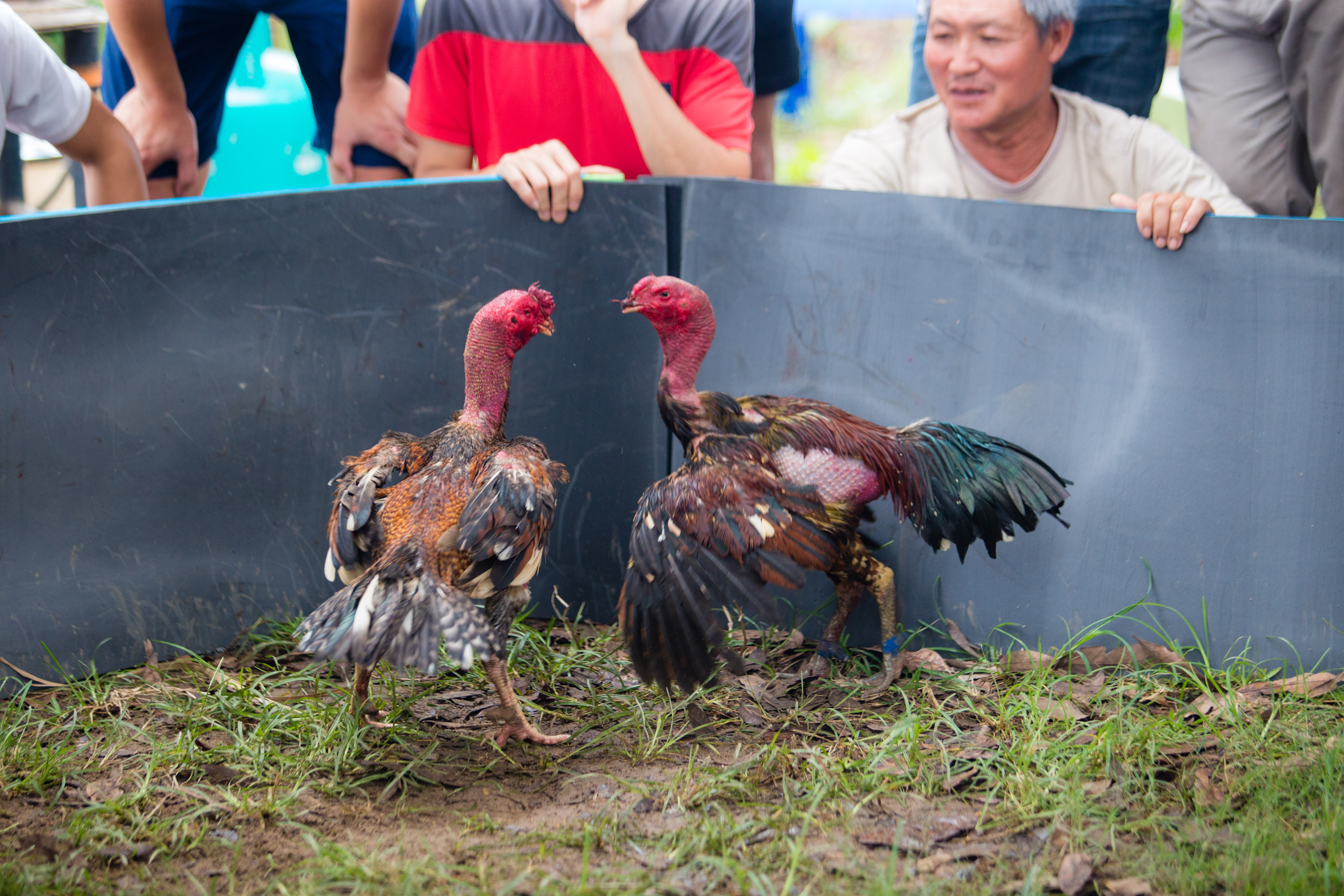 Văn hoá - [Chùm ảnh] Hàng trăm thanh niên, ông lão quên ăn xem gà chọi so tài (Hình 2).