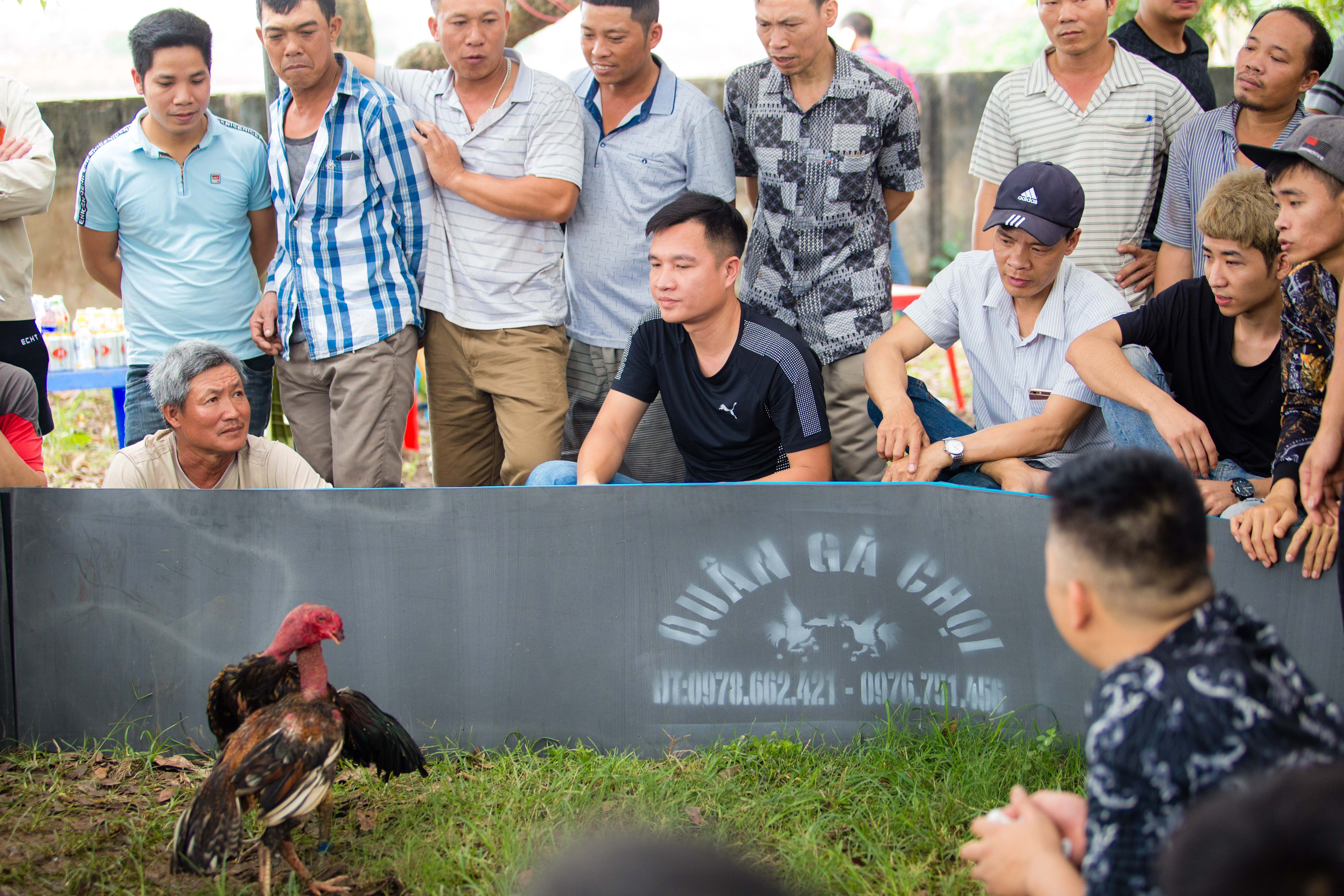 Văn hoá - [Chùm ảnh] Hàng trăm thanh niên, ông lão quên ăn xem gà chọi so tài (Hình 8).