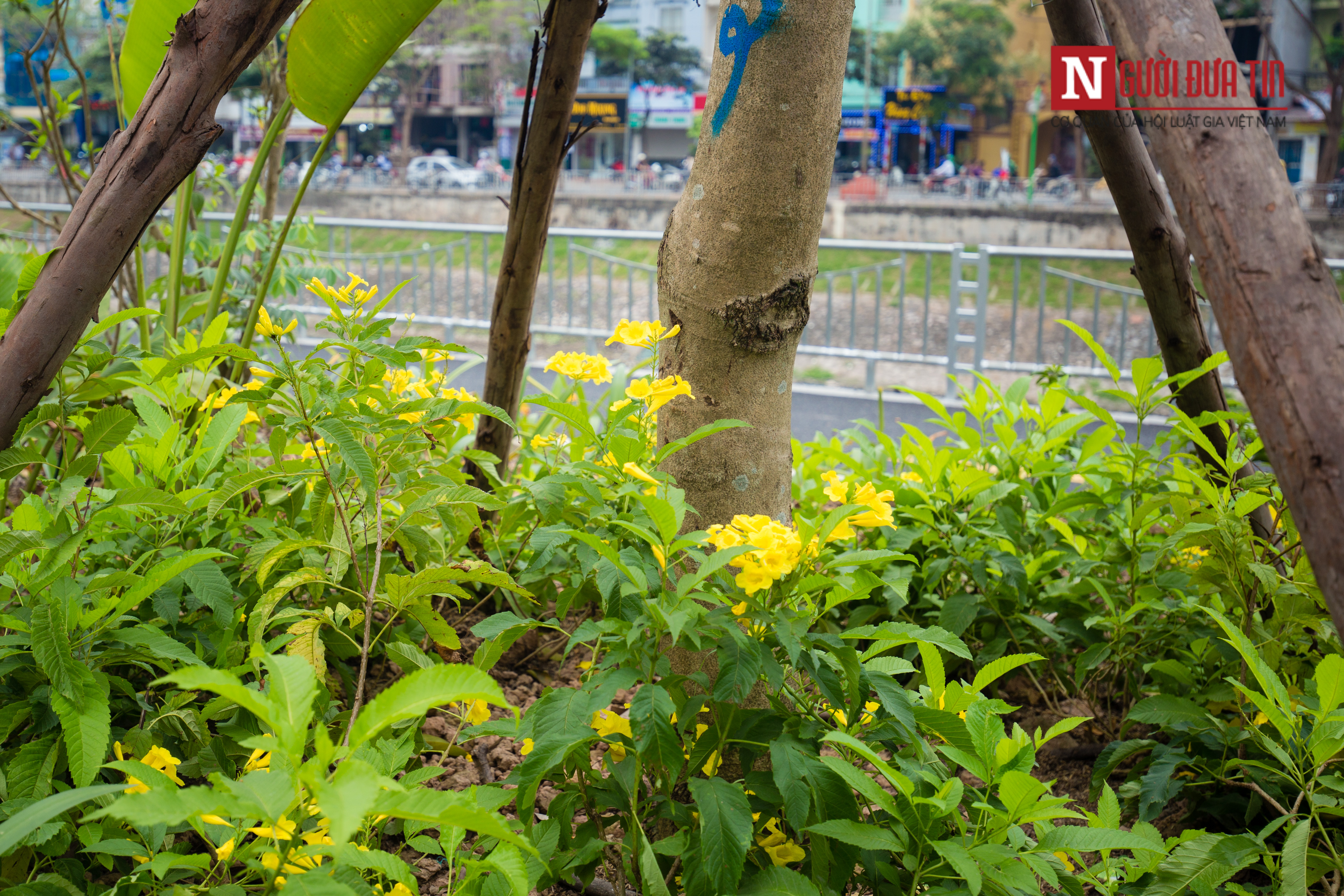 Tin nhanh - Chùm ảnh: 'Áo mới xanh mát' của đường Láng (Hình 5).